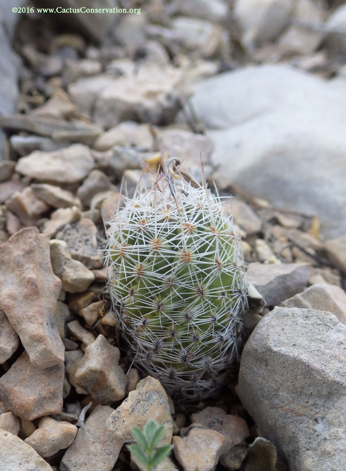 Coryphantha tuberculosa