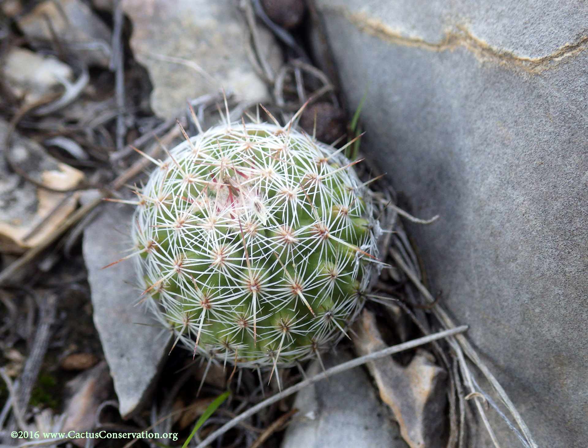 Coryphantha tuberculosa