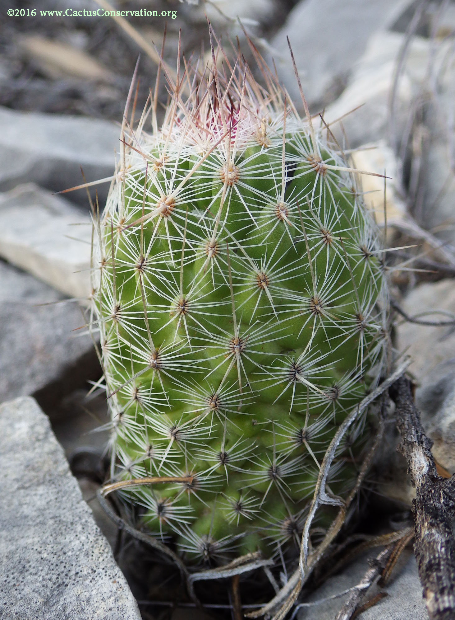 Coryphantha tuberculosa