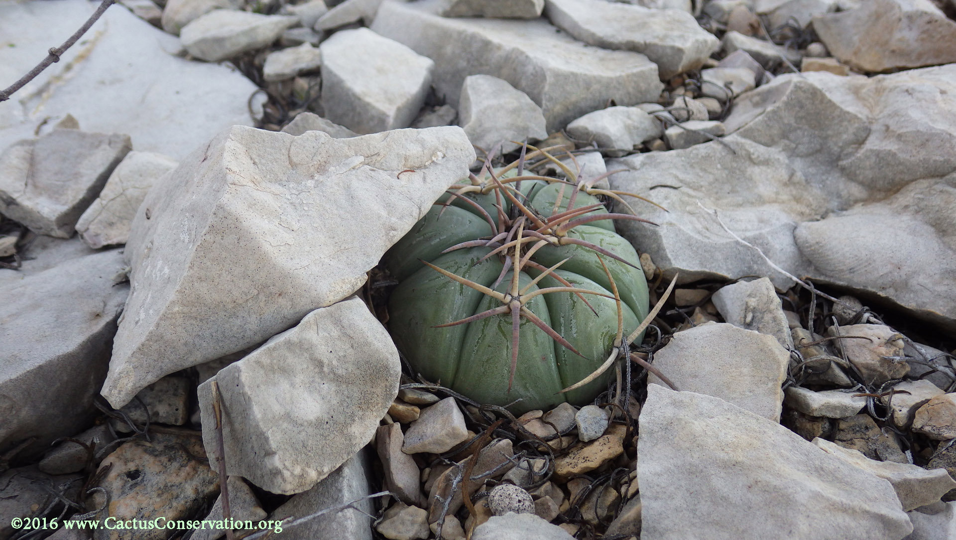 Echinocactus horizonthalonius