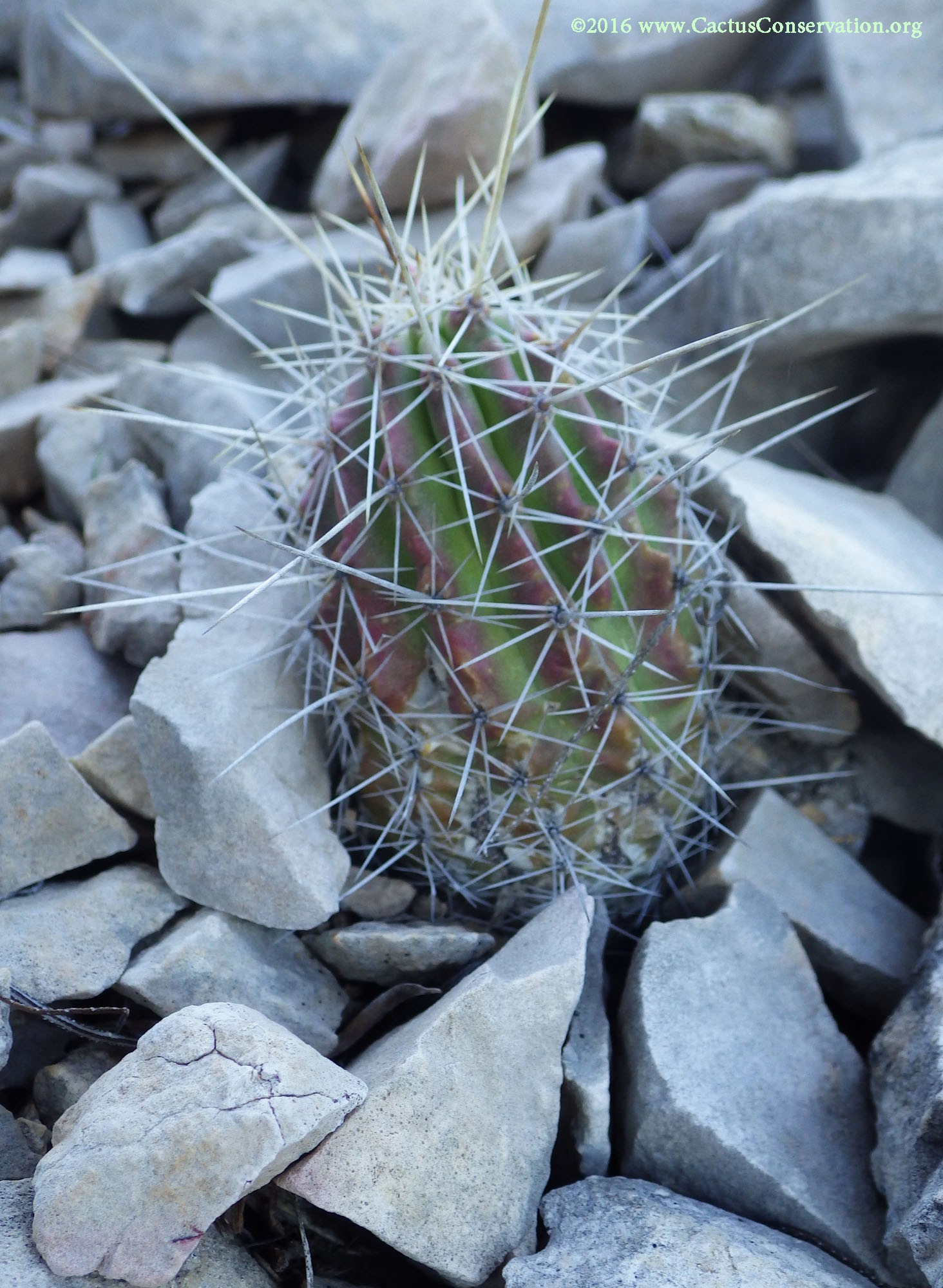 Echinocereus coccineus
