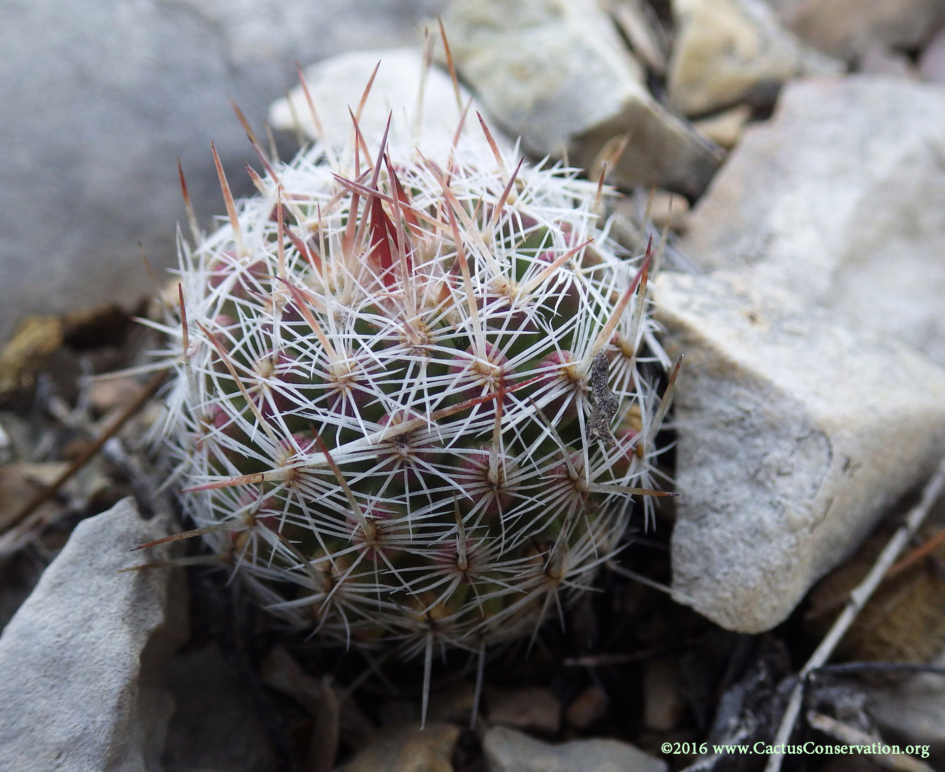 Echinocereus dasyacanthus