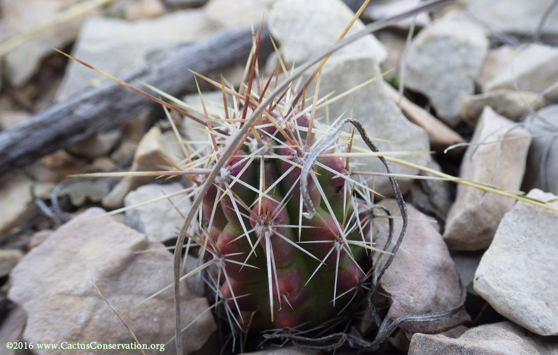 Echinocereus enneacanthus