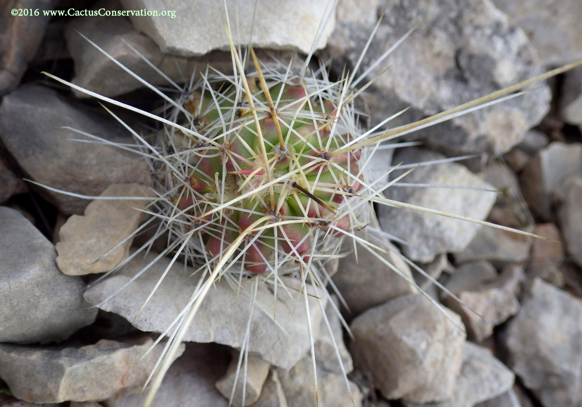 Echinocereus stramineus