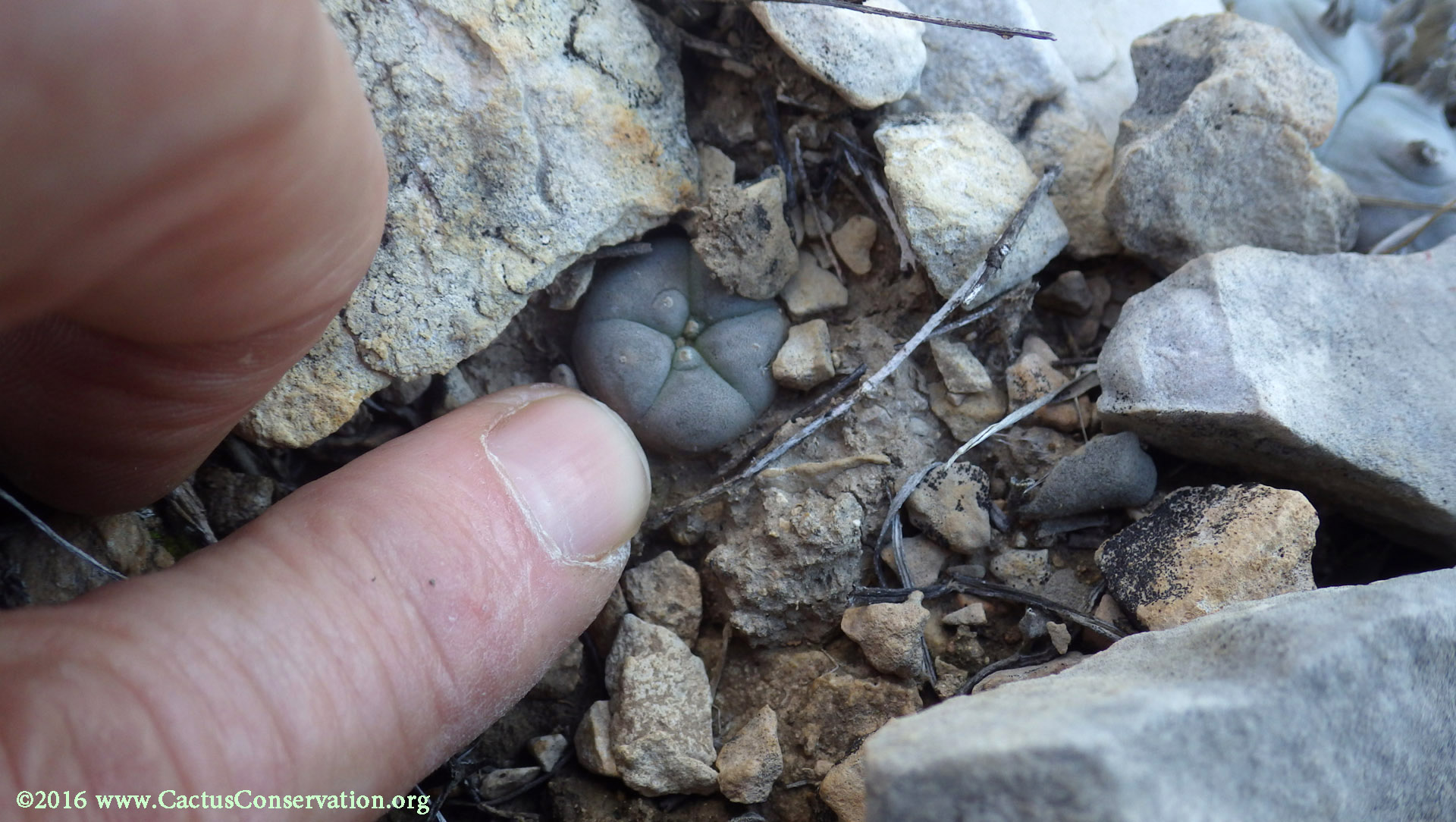 Lophophora williamsii
