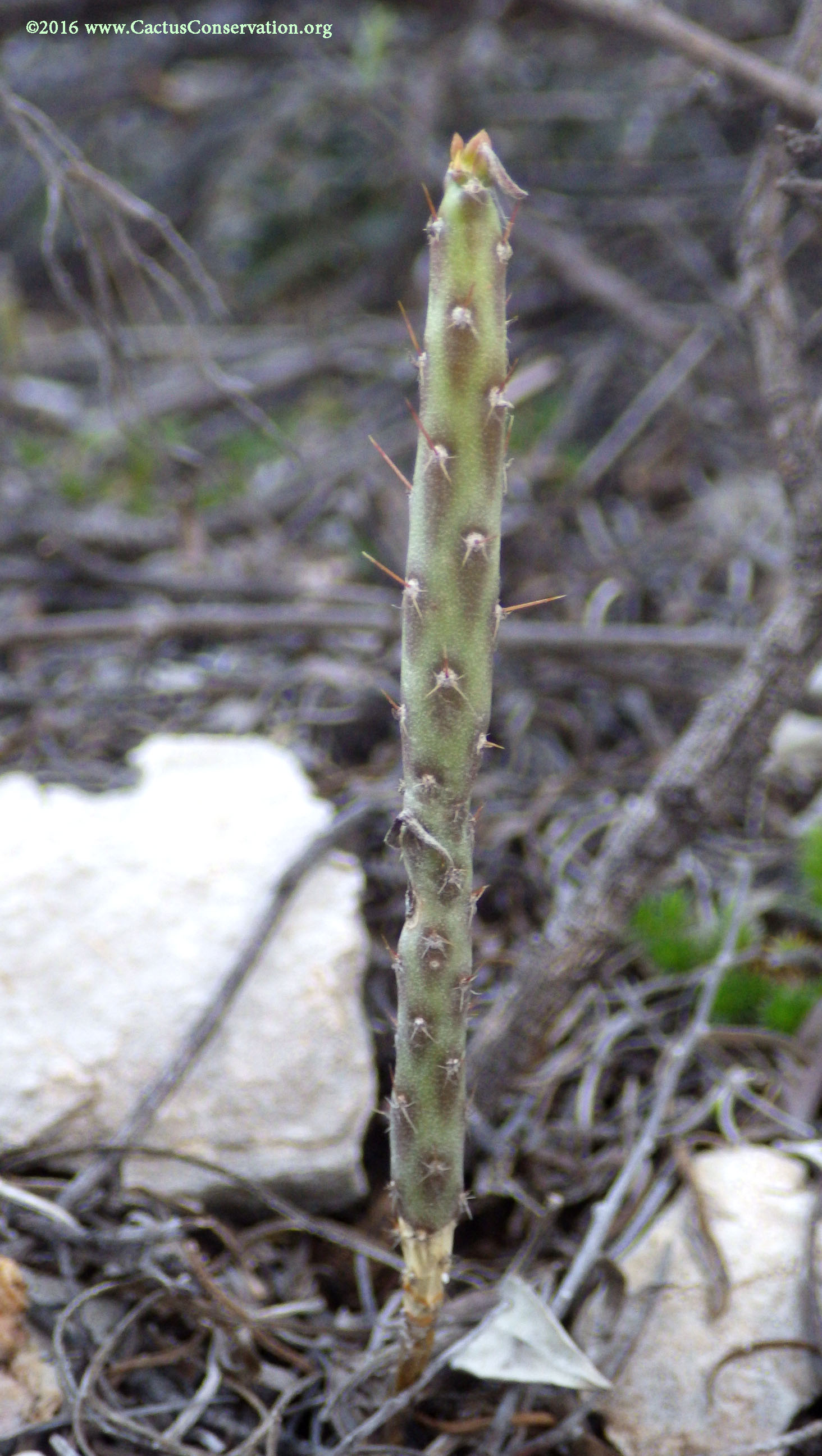 Cylindropuntia leptocaulis