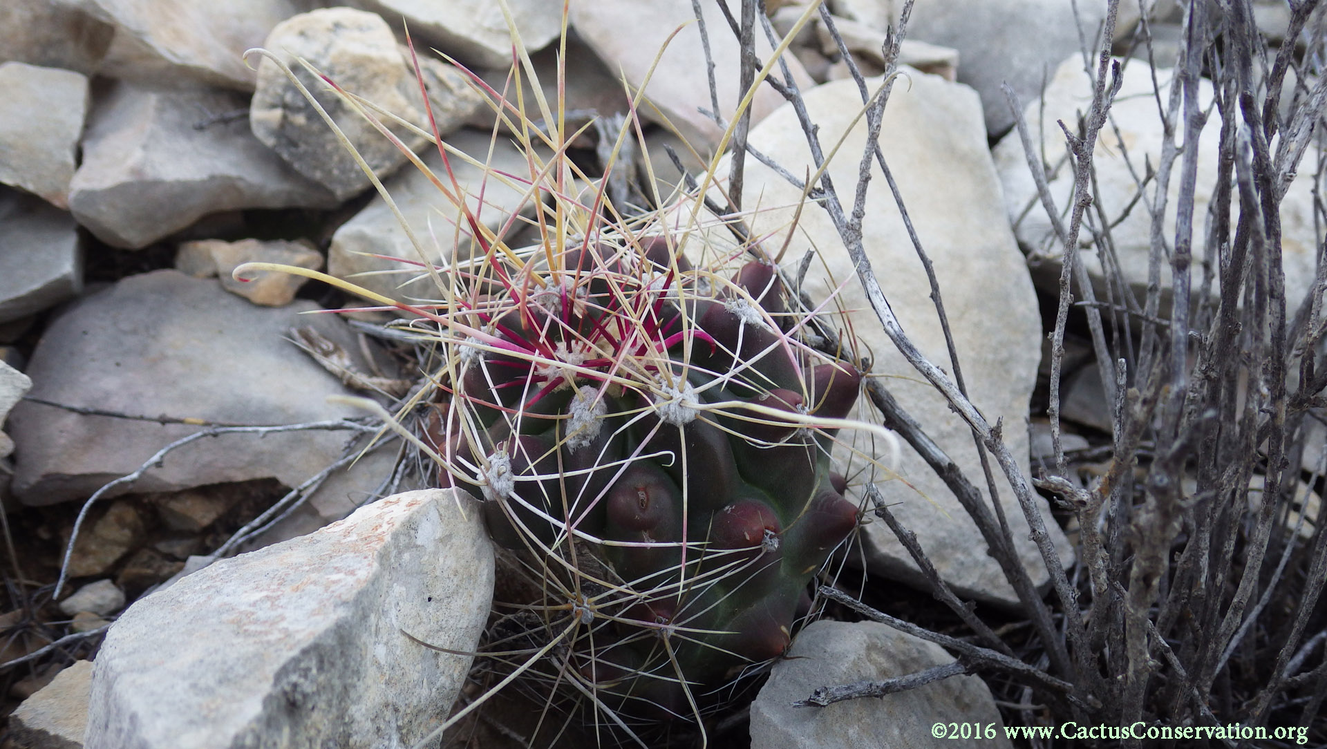 Sclerocactus uncinatus