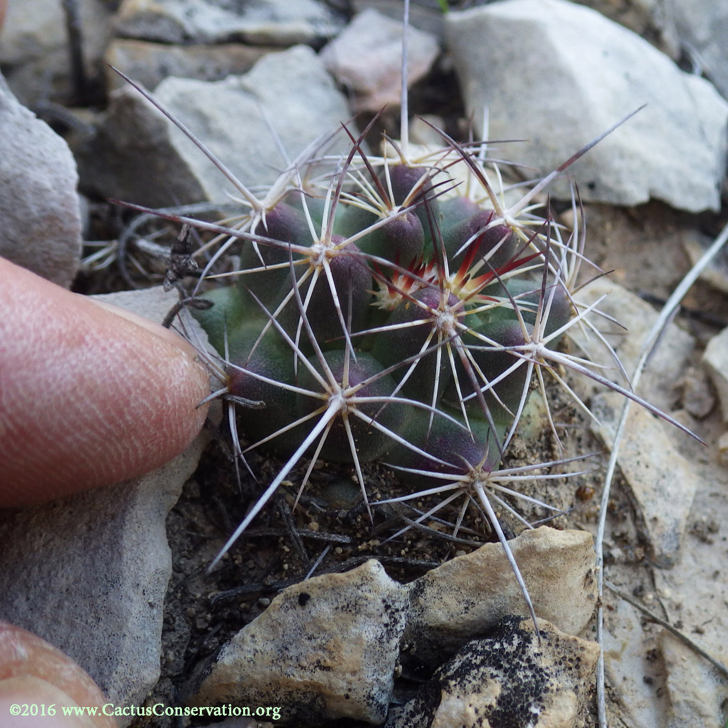 possibly Sclerocactus uncinatus
