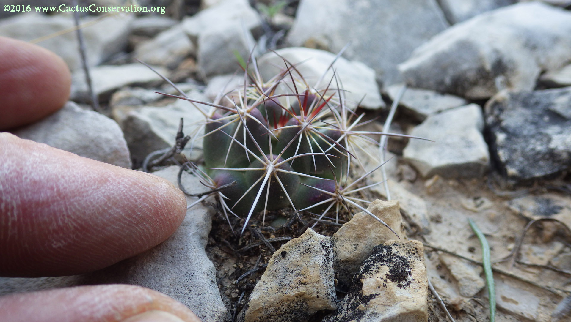 possibly Sclerocactus uncinatus