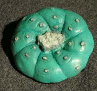 El Brujo in turquoise matte