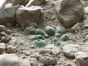 This peyote is legal