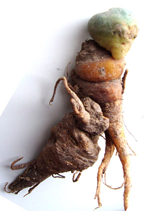 Peyote regrowing after repeated harvests