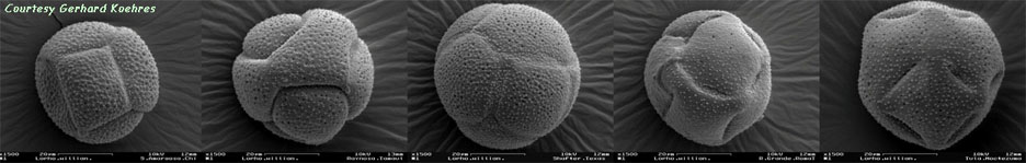 pollen