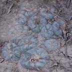 Lophophora koehresii in  San Luis Potosi