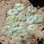 Lophophora koehresii in  San Luis Potosi
