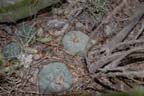 Lophophora koehresii in  San Luis Potosi