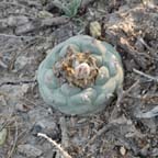 Lophophora koehresii