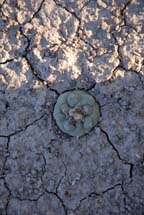 Lophophora koehresii