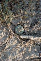 Lophophora koehresii