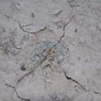 Lophophora koehresii