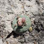 Lophophora koehresii