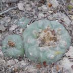 Lophophora koehresii