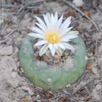 Lophophora koehresii