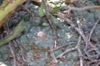 Lophophora williamsii in  Tamaulipas
