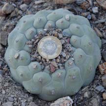 Lophophora diffusa in habitat in Queretaro