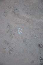 Lophophora koehresii in Tamaulipas