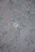 Lophophora koehresii in  Tamaulipas