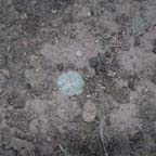 Lophophora koehresii in Tamaulipas