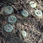 Lophophora koehresii in Tamaulipas