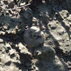 Lophophora koehresii in Tamaulipas