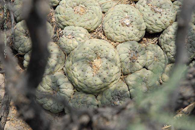 Lophophora fricii