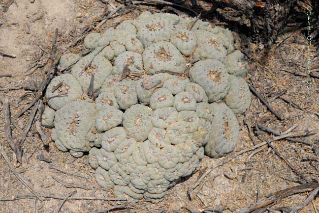 Lophophora fricii
