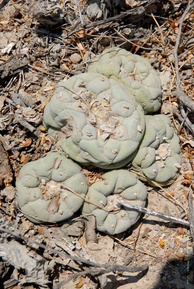 Lophophora fricii