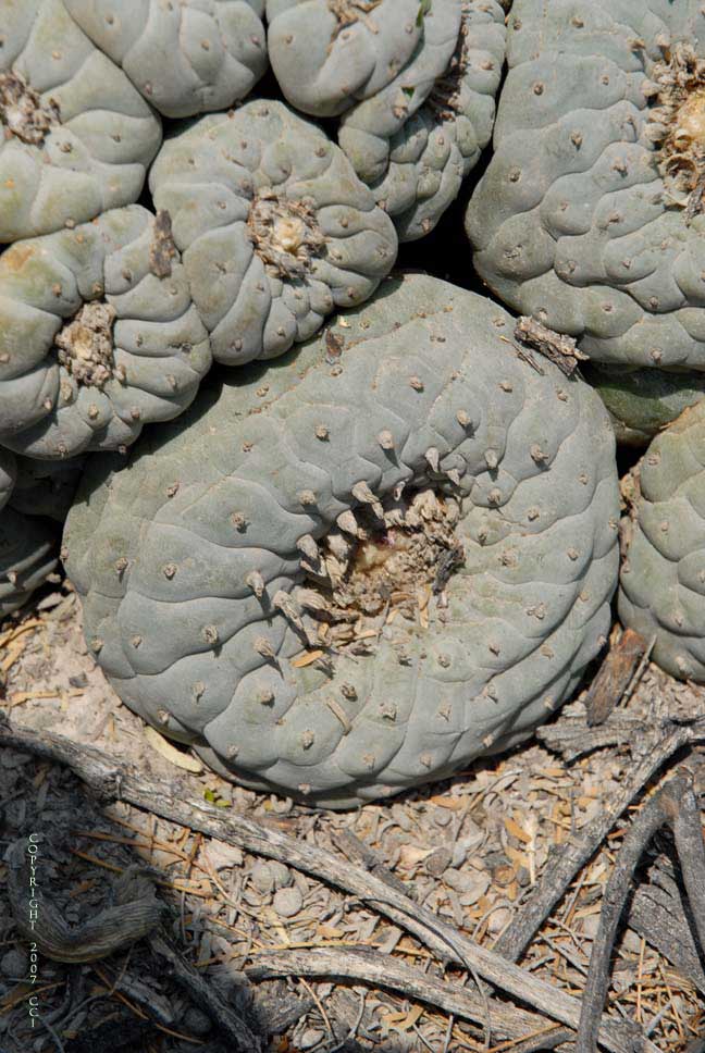 Lophophora fricii