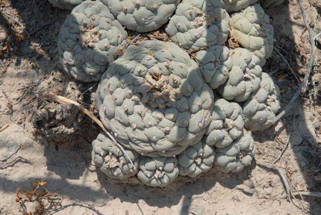 Lophophora fricii?