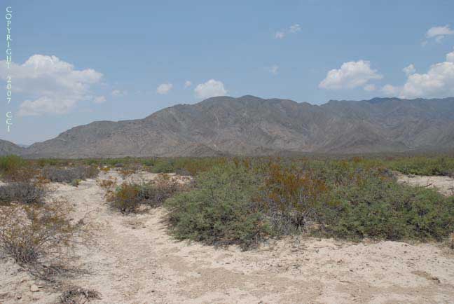 Habitat of Lophophora fricii