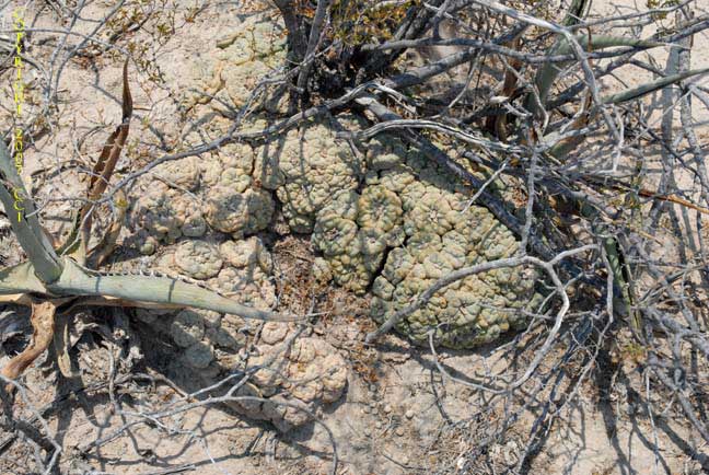 Lophophora fricii in habitat