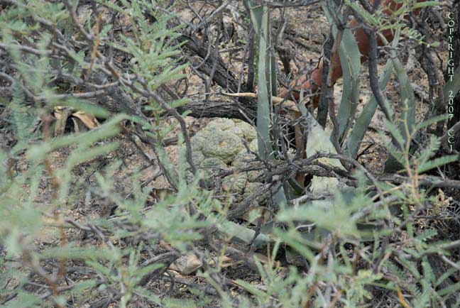 Lophophora fricii in habitat