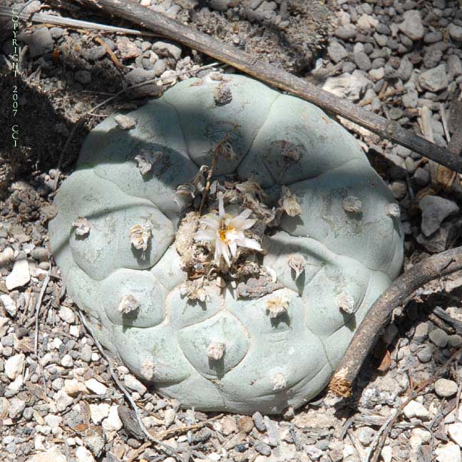 Lophophora williamsii