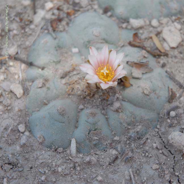 Lophophora williamsii