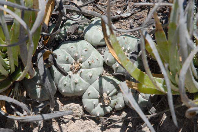 Lophophora williamsii