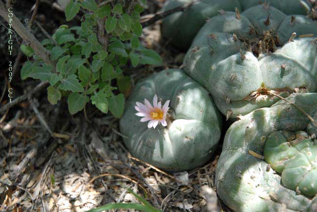Lophophora williamsii