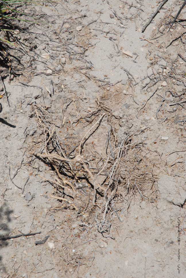 This used to be peyote