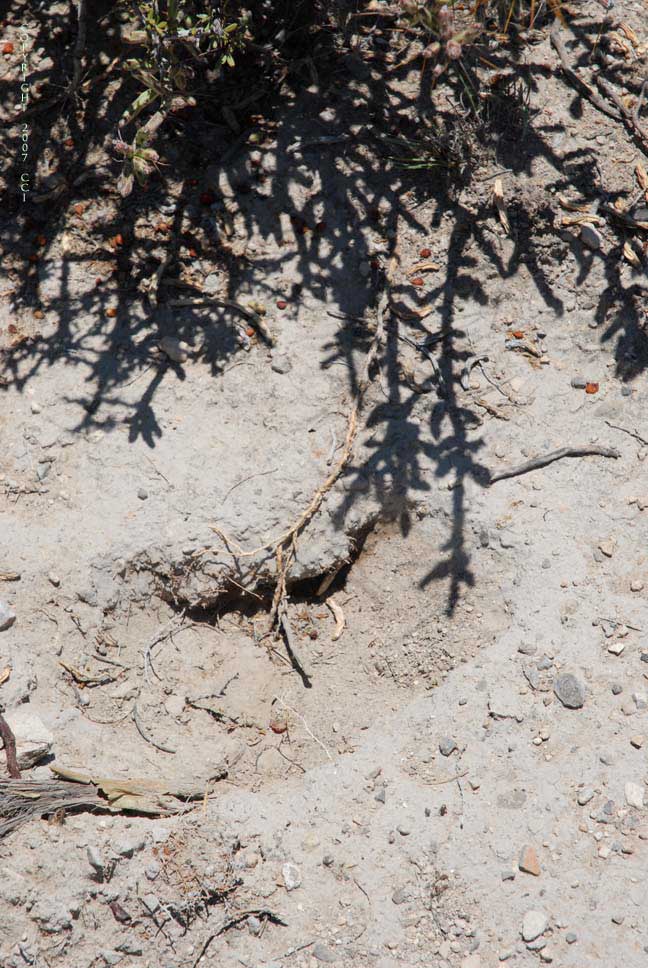 This used to be peyote