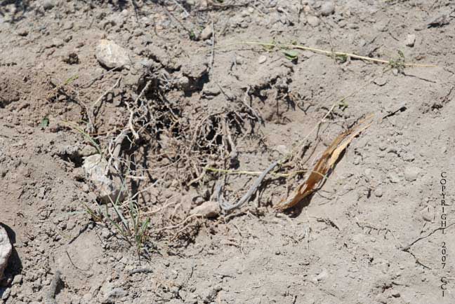 This used to be peyote