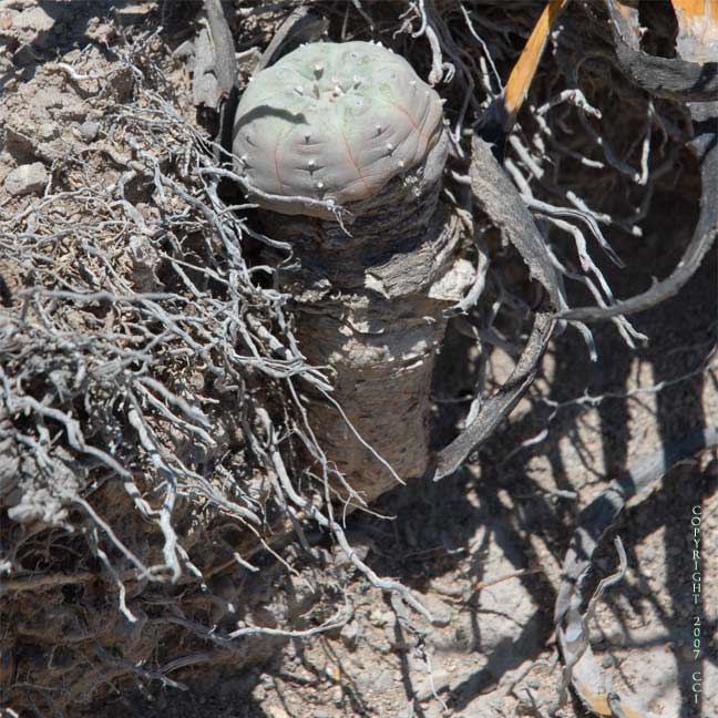 Lophophora williamsii left by poachers